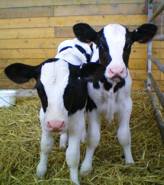 two calves