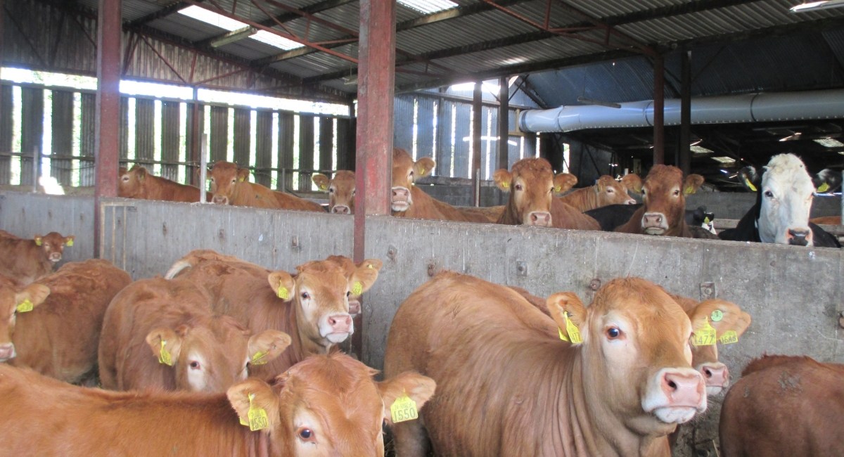 cow with yellow tags