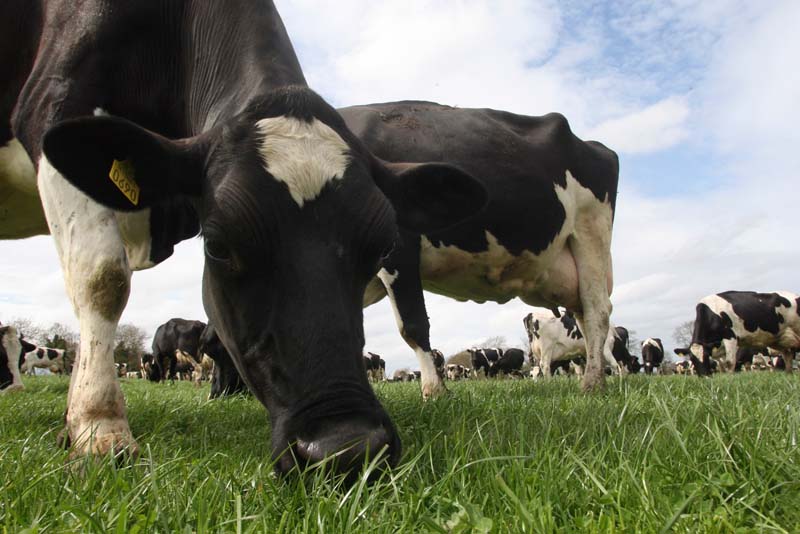 cow eating grass