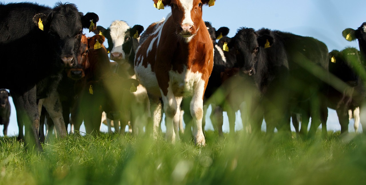 Replacement heifer calves at grass in County Waterford