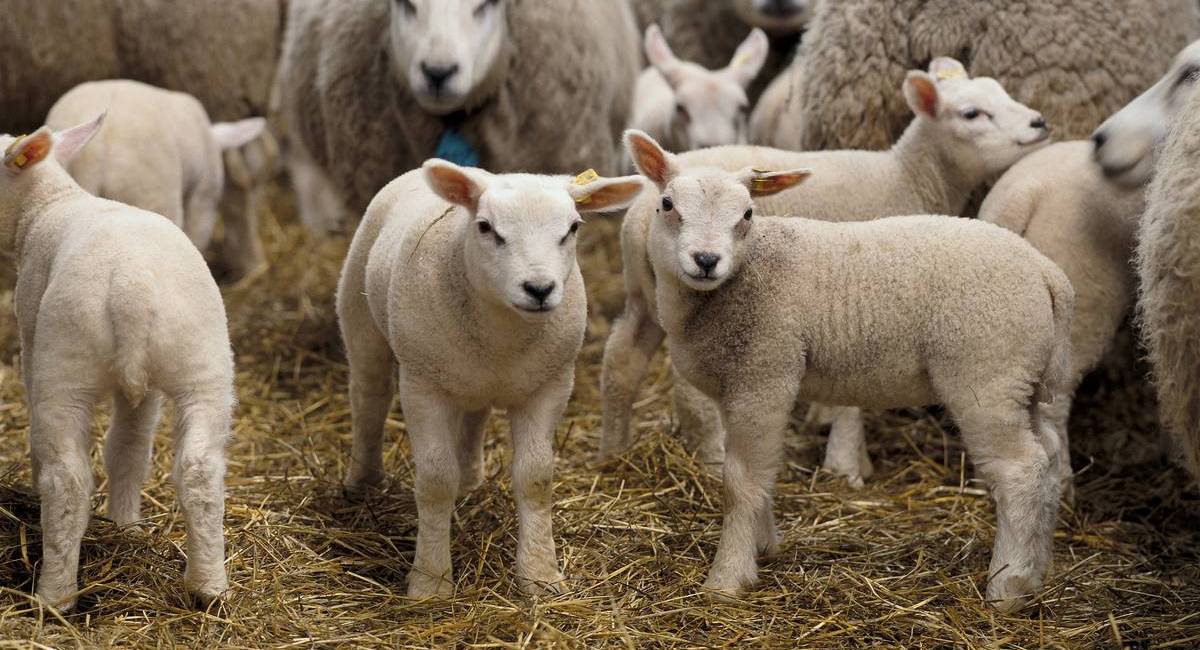 Texel ewes indoors