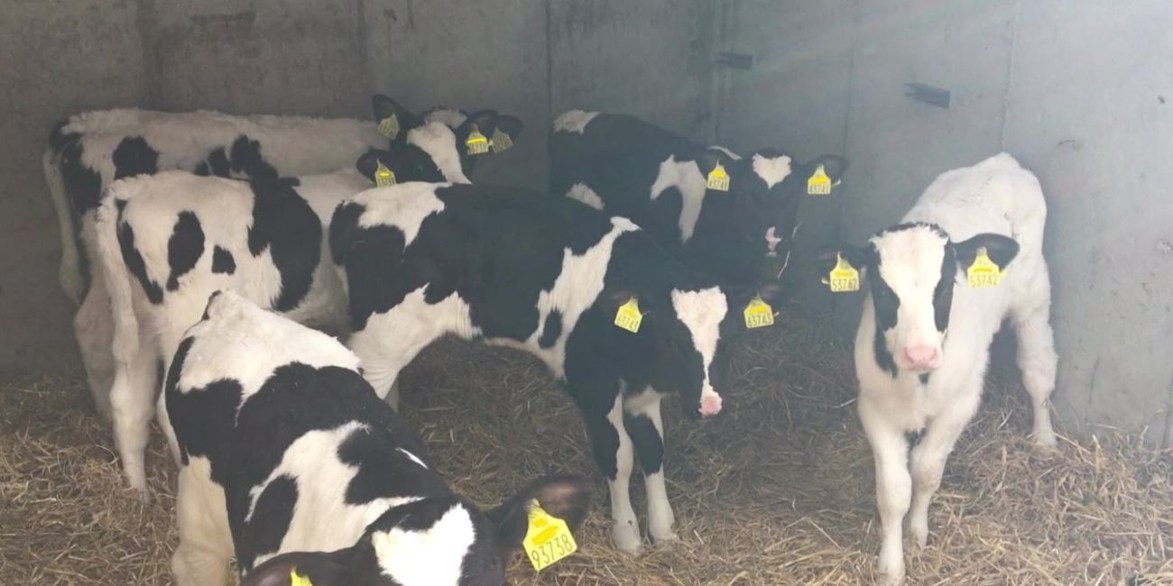 a group of cows with tags on their heads