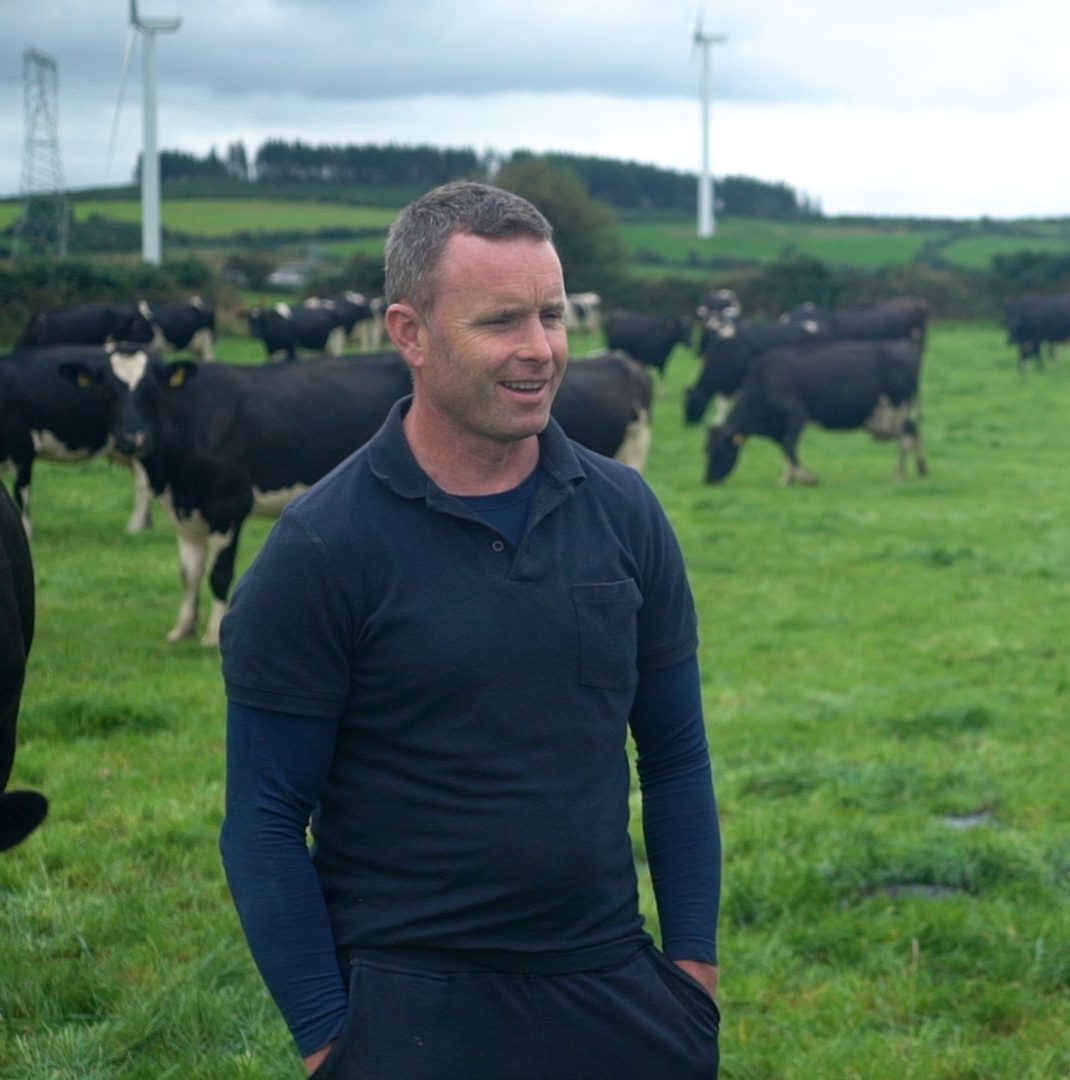 a person in a field with cows in the background