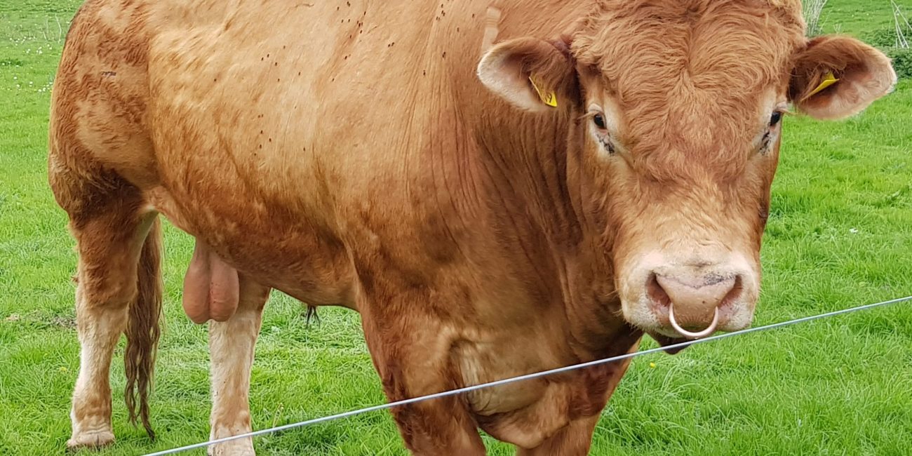 a cow standing in a field