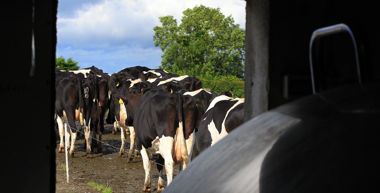 Cows coming out of parlour